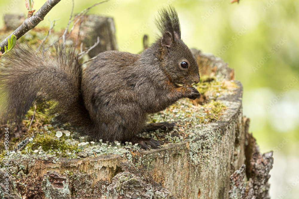 Europäisches Eichhörnchen (Sciurus vulgaris), sitzt auf einem alten Baumstumpf und frisst Europäisches Eichhörnchen (Sciurus vulgaris), sitzt auf einem alten Baumstumpf und frisst
