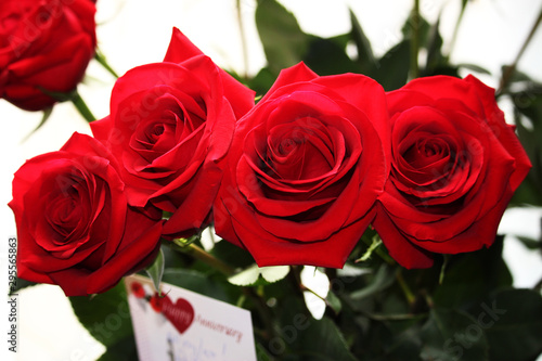 Beautiful red roses