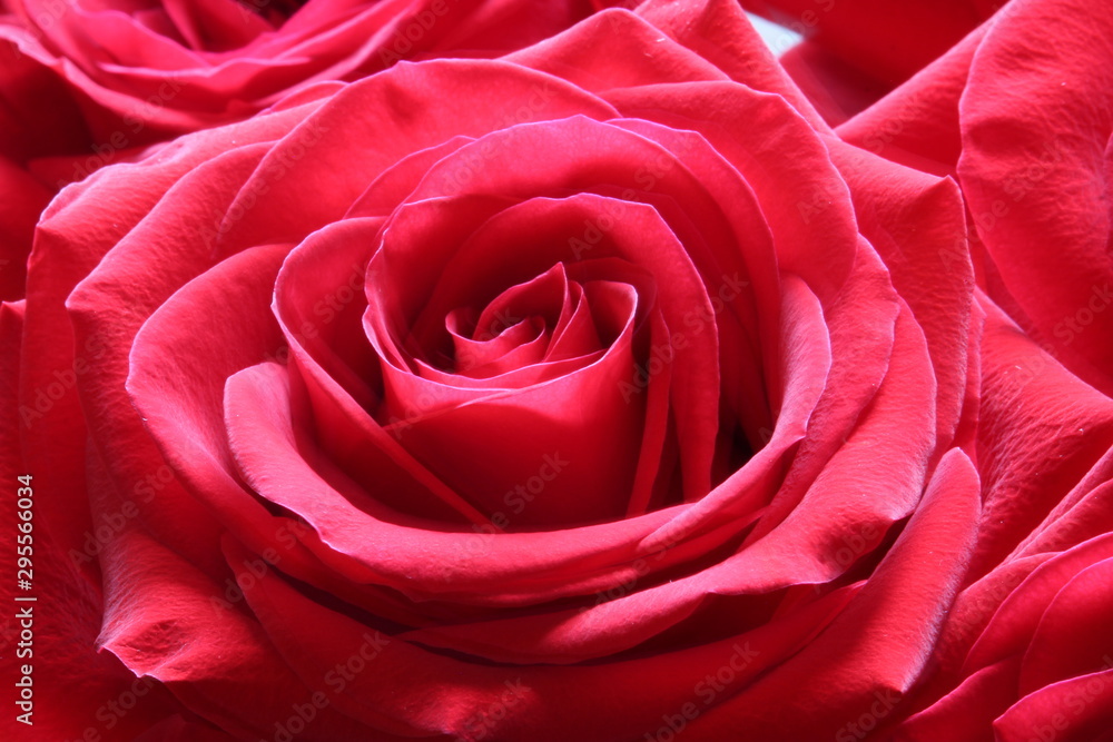 Beautiful red roses Beautiful red roses