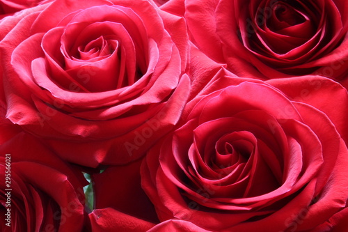 Beautiful red roses