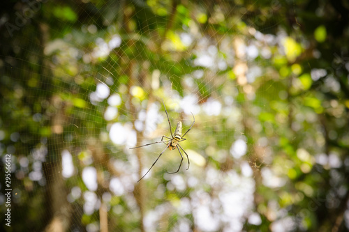 Big spider Eating food on the spider web in the sunlight