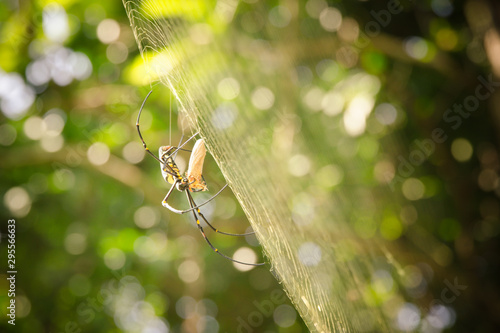 Big spider Eating food on the spider web in the sunlight
