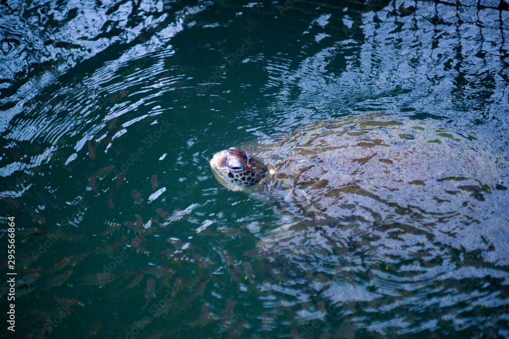 Naklejka premium Sea Turtles