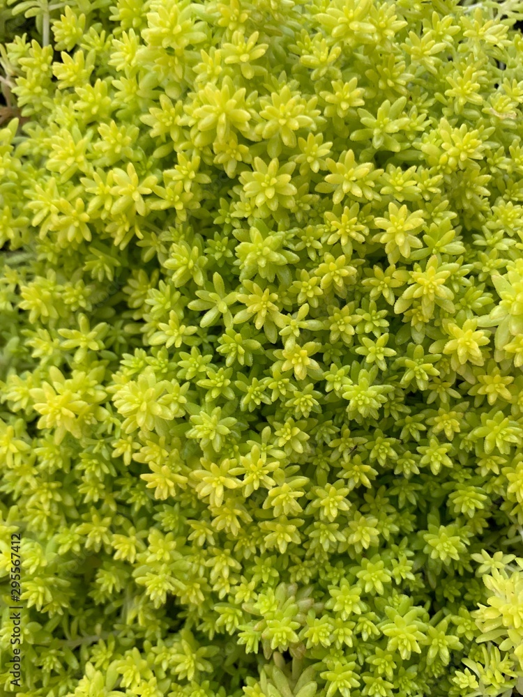 Drought Tolerant Succulent Varities Drought Tolerant Succulent Varities