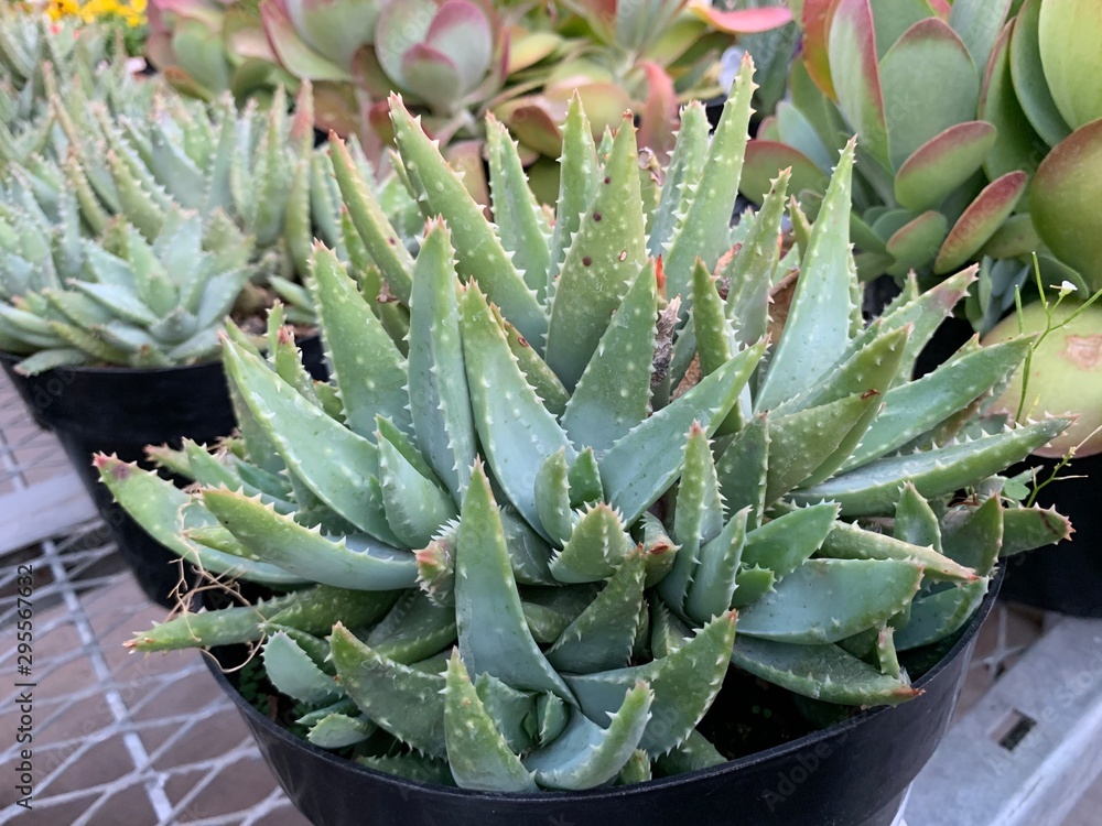Fototapeta premium Drought Tolerant Succulent Varities