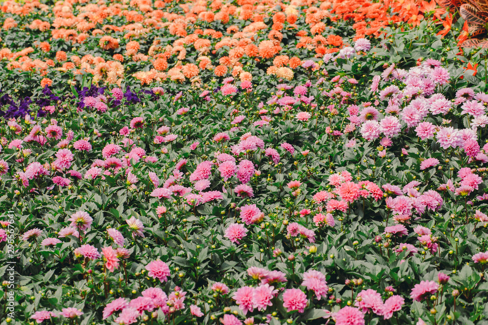 Flowers field background