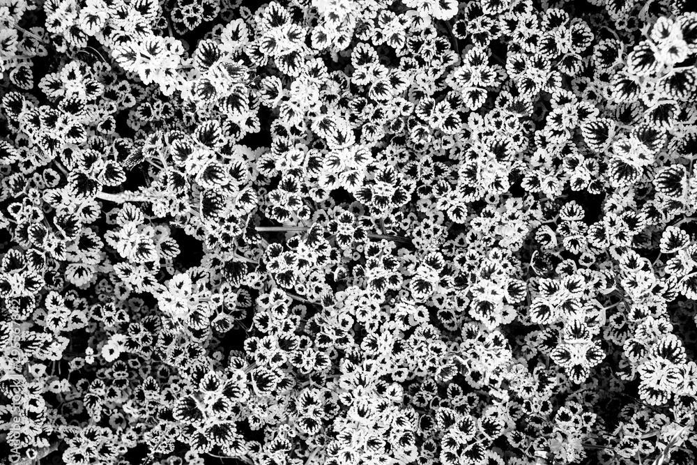 top view Closeup black and white leaf nature for background . top view Closeup black and white leaf nature for background .