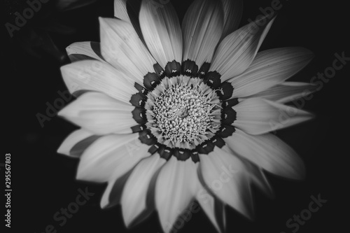 African daisy flower close up