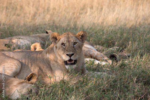 Pride of Lions - Tanzania