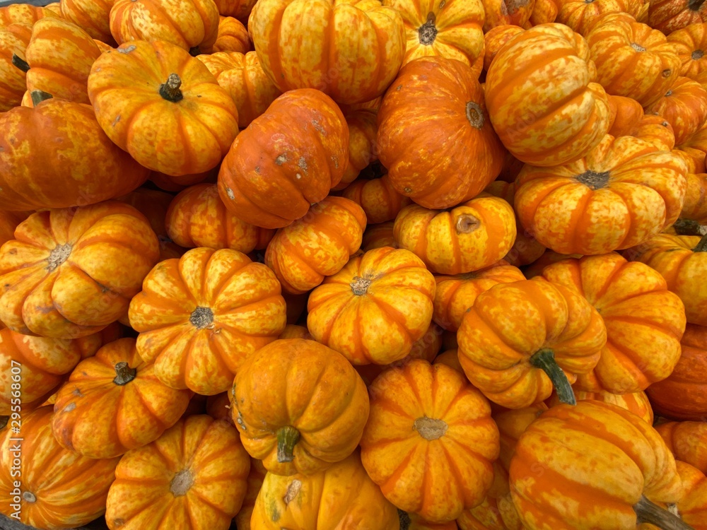 pile of pumpkins pile of pumpkins