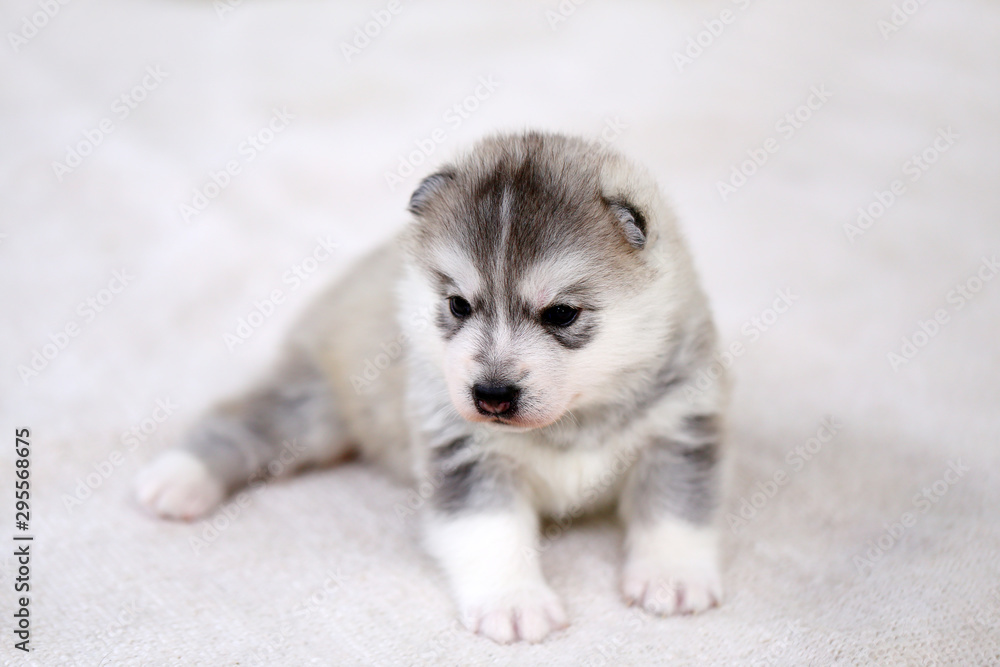 Siberian Husky puppy gray and white colors lying on white fabric. Fluffy puppy one month old. Siberian Husky puppy gray and white colors lying on white fabric. Fluffy puppy one month old.