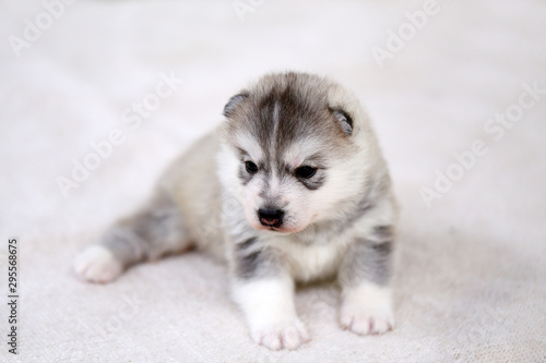 Siberian Husky puppy gray and white colors lying on white fabric. Fluffy puppy one month old. © Wasitt