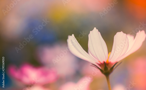 Daisy Flowers Background
