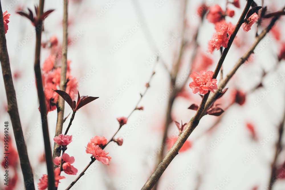 pink plum tree flower in bloom pink plum tree flower in bloom
