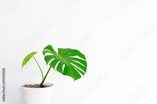 Two leaves Monstera in a white pot, white background.