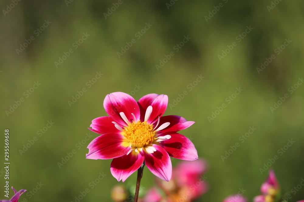 Obraz premium 馬見丘陵公園 ダリア