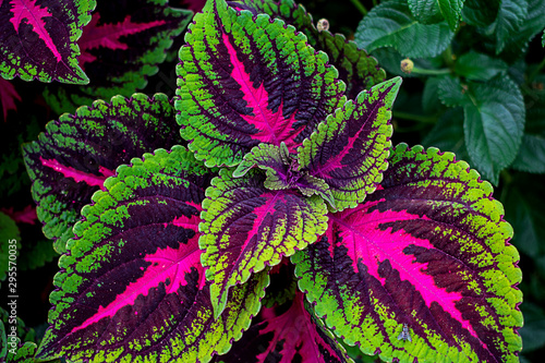 Coleus shade plant and a fly closeup photo