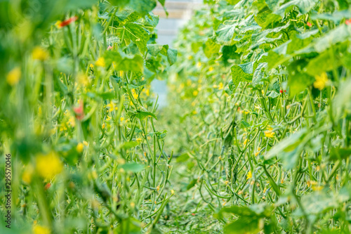 Wallpaper Mural Cucumber farmland Torontodigital.ca