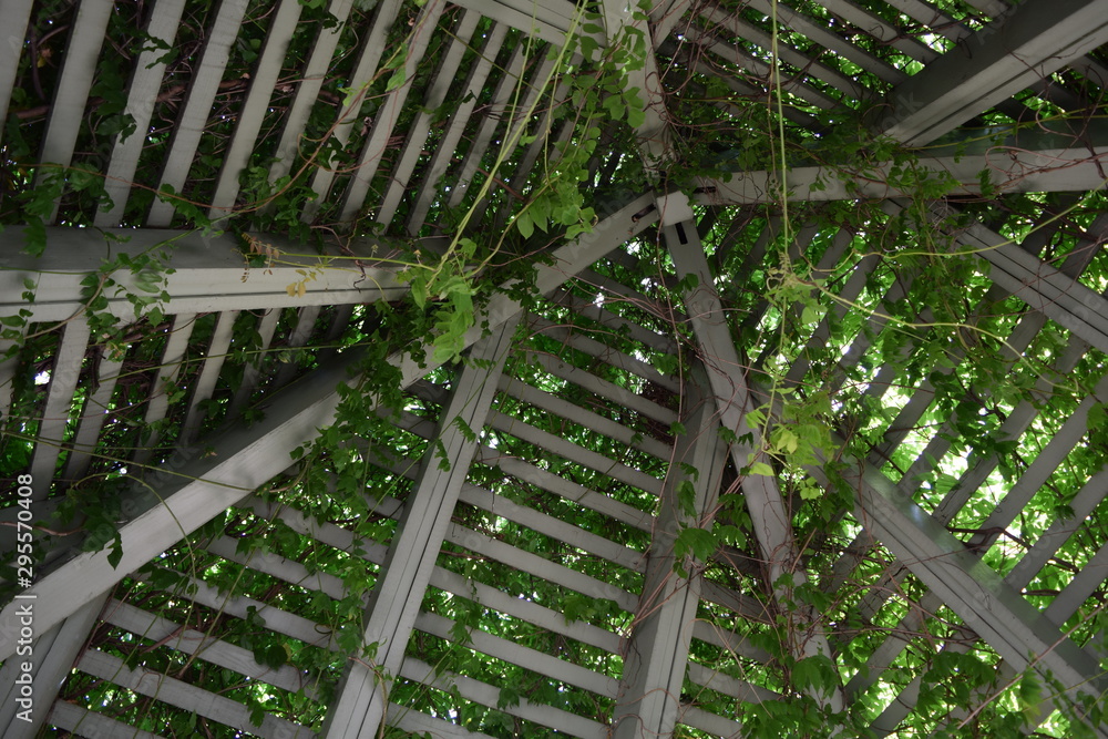 Through the vines Through the vines