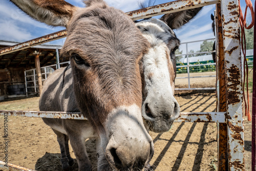 Two donkeys in a petting zoo looking through a fence