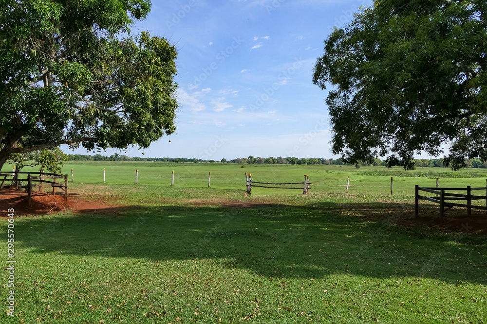 Obraz premium View through trees to a green meadow in the Pantanal Wetlands, horizon with blue sky and white clouds, Mato Grosso, Brazil