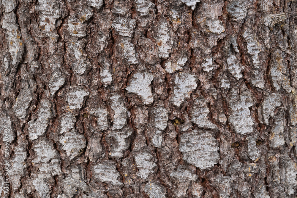 roughly textured juniper tree bark roughly textured juniper tree bark