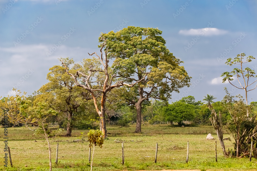 Typical rural landscape with a big tree in center against blue sky and clouds, Pantanal Wetlands, Mato Grosso, Brazil Typical rural landscape with a big tree in center against blue sky and clouds, Pantanal Wetlands, Mato Grosso, Brazil
