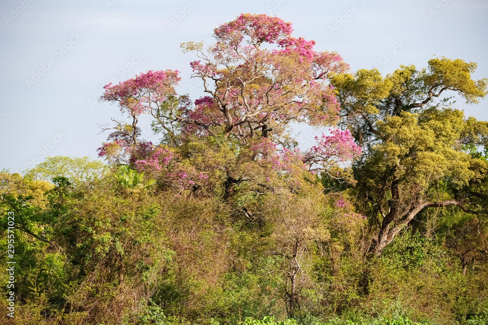 Wonderful pink blooming Piuva Tree in a Cerrado Forest, Pantanal Wetlands, Mato Grosso, Brazil Wonderful pink blooming Piuva Tree in a Cerrado Forest, Pantanal Wetlands, Mato Grosso, Brazil