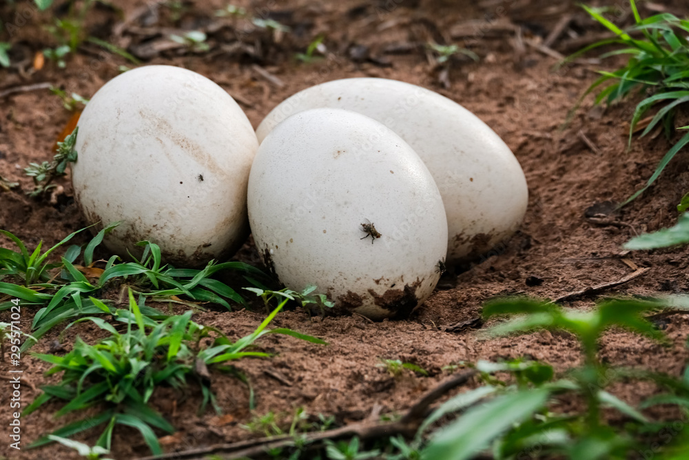 Close up of three Nandu or Rhea eggs lying in its nest of soil in the grass, Pantanal Wetlands, Mato Grosso, Brazil Close up of three Nandu or Rhea eggs lying in its nest of soil in the grass, Pantanal Wetlands, Mato Grosso, Brazil