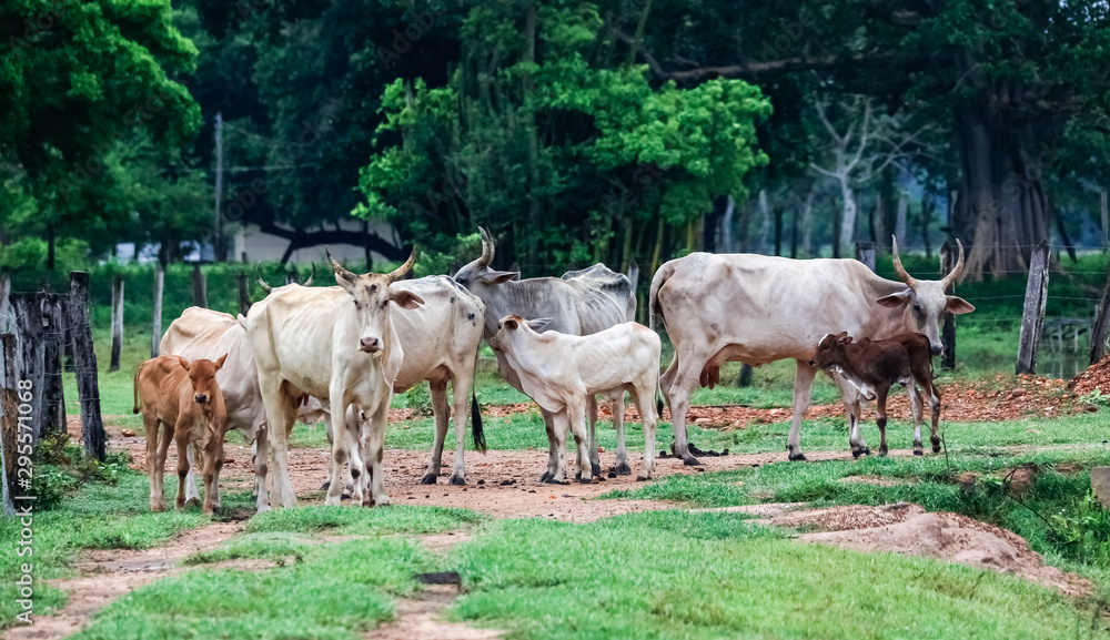 Typical Pantaneiro cattle grazing on a meadow with trees in background, Pantanal Wetlands, Mato Grosso, Brazil