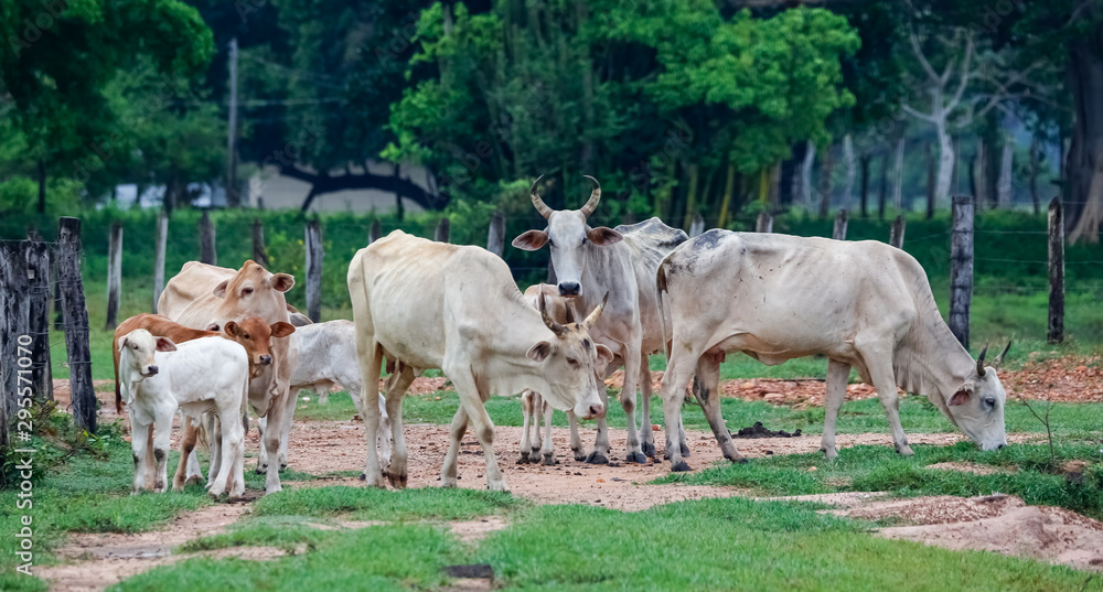 Typical Pantaneiro cattle grazing on a meadow with trees in background, Pantanal Wetlands, Mato Grosso, Brazil Typical Pantaneiro cattle grazing on a meadow with trees in background, Pantanal Wetlands, Mato Grosso, Brazil
