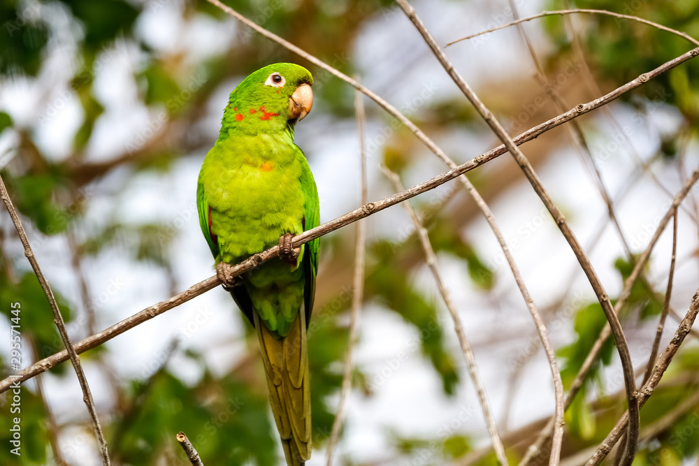 White-eyed Parakeet perching on a tiny branch against natural defocused background, Pantanal Wetlands, Mato Grosso, Brazil