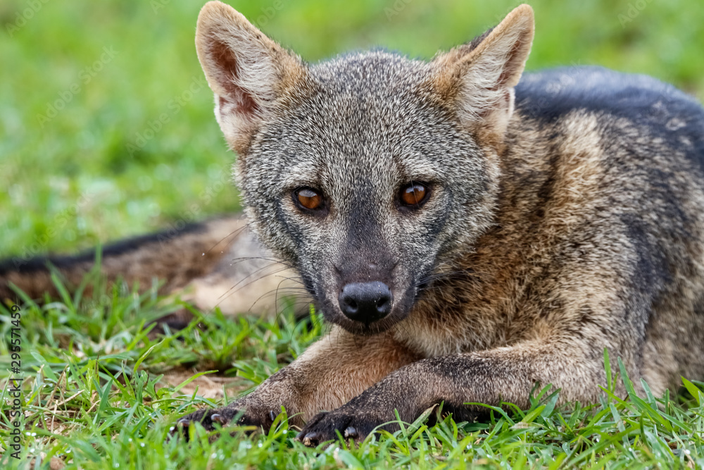 Naklejka premium Close up of a Crab eating Fox lying down in green grass and facing to camera, Pantanal Wetlands, Mato Grosso, Brazil