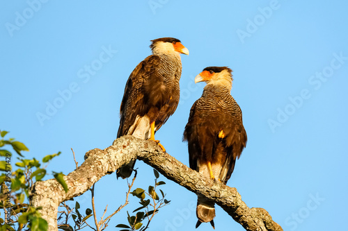 Two Caracara perching on a tree branch, facing each other against blue sky, Pantanal Wetlands, Mato Grosso, Brazil photo