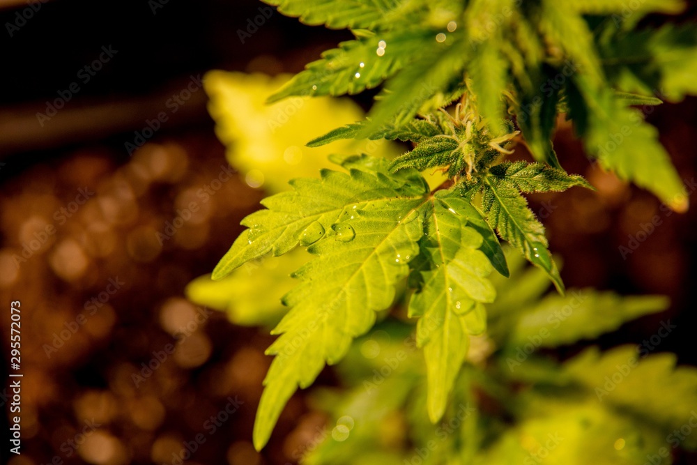 Cannabis Bud growing Marijuana Flower Weed Plant Cannabis Bud growing Marijuana Flower Weed Plant