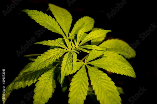 Cannabis Leaf Weed Marijuana Plant in Indoor Balck Background Close Up