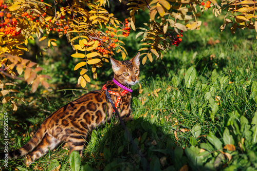 Cute little bengal kitty cat walking outdoors close to the rowan tree