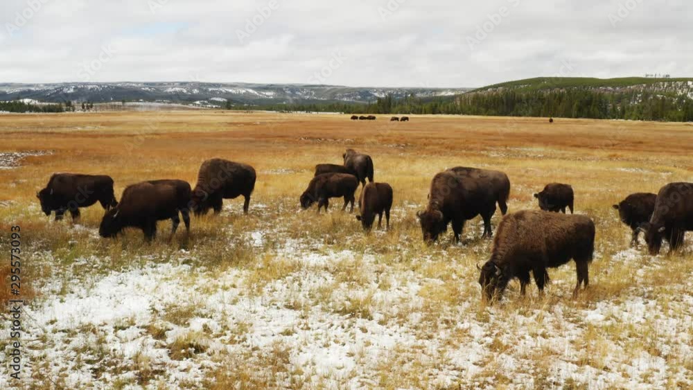 Bisons in Yellowstone National Park, aerial of Montana, green lands, beautiful nature of Northwest of USA, travel around America on RV Bisons in Yellowstone National Park, aerial of Montana, green lands, beautiful nature of Northwest of USA, travel around America on RV