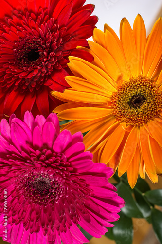Multicolored gerbera flowers close up