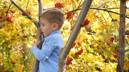 The child climbed a tree. He plays with Rowan berries and yellow leaves. Bright autumn Sunny day. Outdoor entertainment