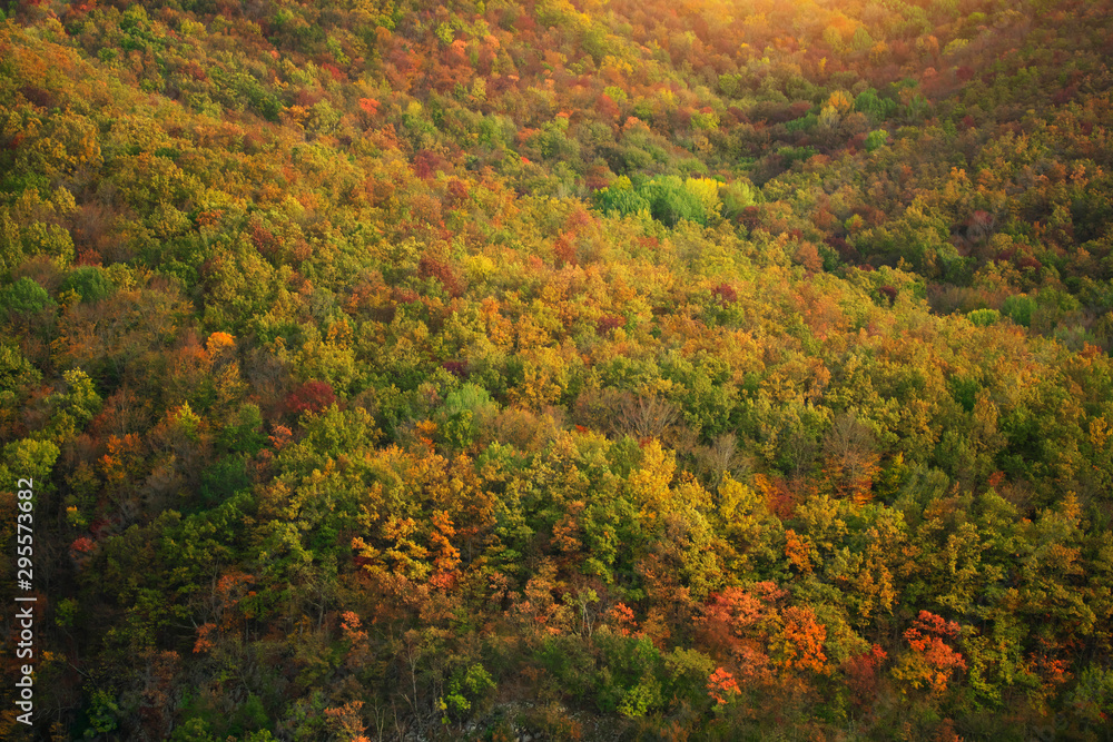 Autumn forest background.