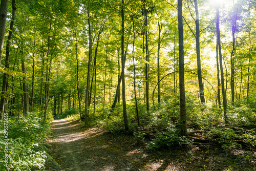 Trail in autumn forest. Ground is covered with leaves