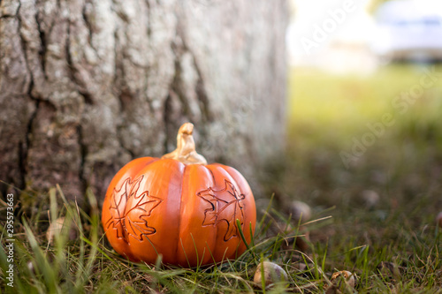 thanksgiving holiday background, autumn pumpkin background