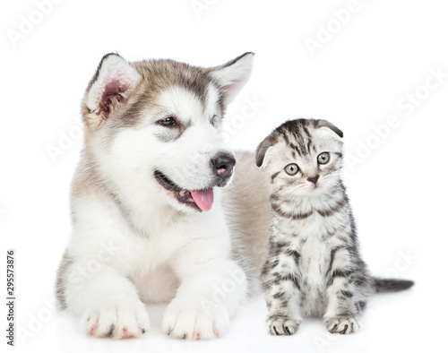 Pportrait of a Alaskan malamute puppy and baby kitten. isolated on white background