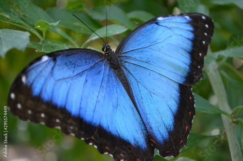 butterfly on a leaf