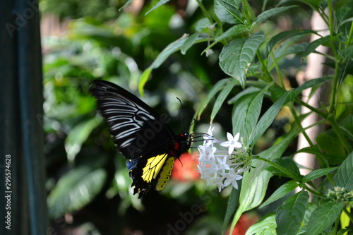 butterfly on flower