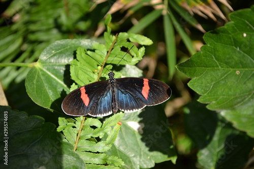 butterfly on leaf