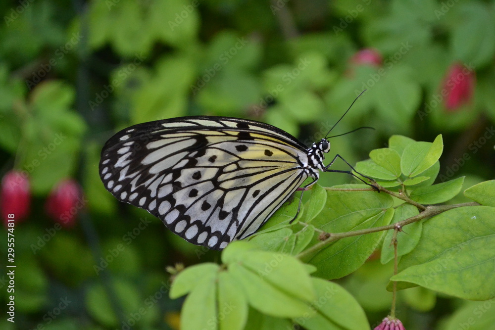 butterfly on leaf