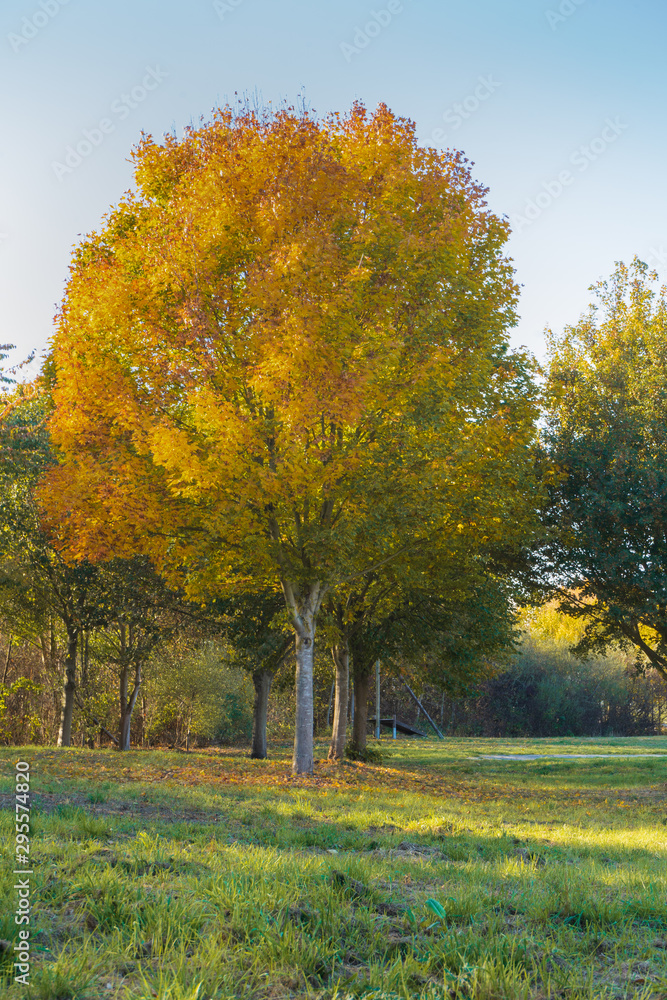 A maple tree in a park with colorful autumn leaves in sunshine