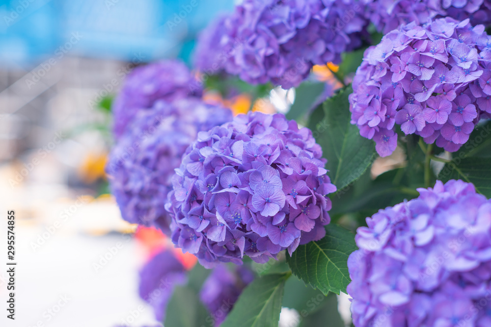 梅雨 紫陽花 あじさい 満開